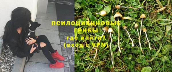 PSILOCYBIN Вяземский