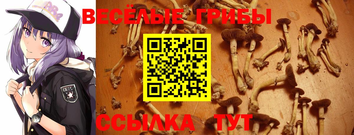 Псилоцибиновые грибы GOLDEN TEACHER  Богданович 