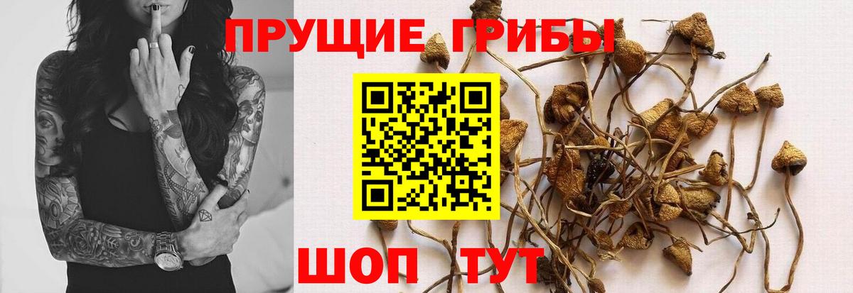 Богданович  Галлюциногенные грибы прущие грибы  Вход с VPN  Галлюциногенные грибы MAGIC MUSHROOMS 